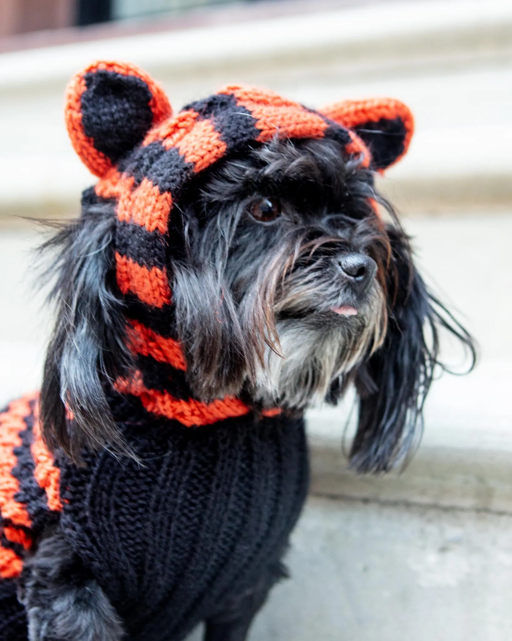 Tiger Hand-Knit Dog Sweater (DOG & CO. Exclusive)